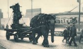 An elephant moves equipment at a munitions plant in Sheffield, England, during World War I.